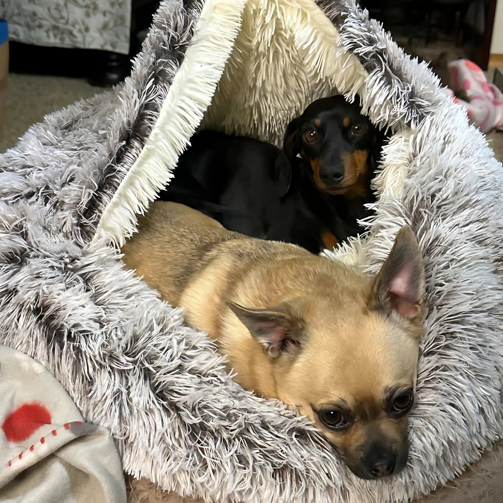 Calming Plush Dog Bed