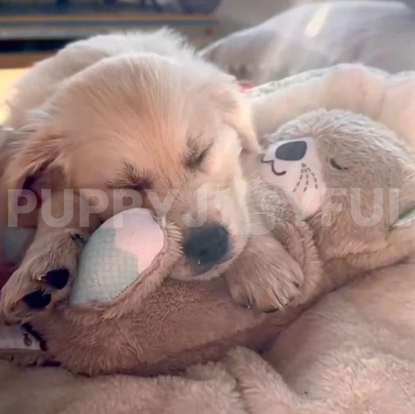 Calming Otter Plush