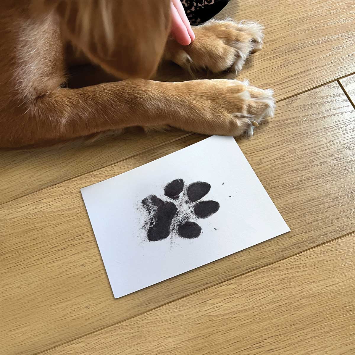 Paw Print Stamp Pad