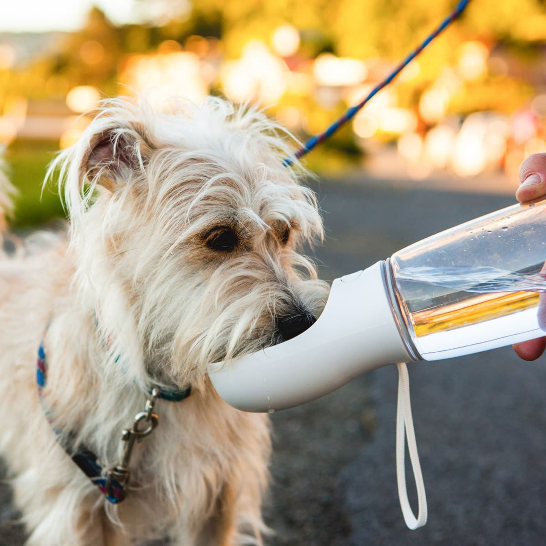 350ml/550ml Portable Dog Water Bottle Bowl Outdoor Walking Puppy Pet Travel Water Bottle Cat Drinking Bowl Dogs Supplies PuppyJoyful